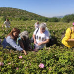 Isparta’ya gül turizminde bu yıl rekor ziyaretçi bekleniyor – Birlik Haber Ajansı