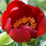 Mersinde 09.00’da Şalterler İniyor