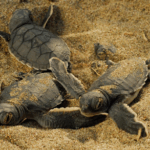 Vali Erin, Kur’an öğrenen öğrencilerle bir araya geldi – Birlik Haber Ajansı