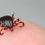 47 ilde DEAŞ operasyonu: 298 şüpheli yakalandı – Birlik Haber Ajansı