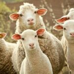 Bakan Kurum’a Adıyaman Zey Köyü’nden teşekkür – Birlik Haber Ajansı