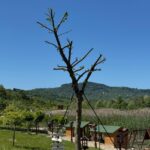 Cumhurbaşkanı Erdoğan: Yeni dönem, yeni anayasa, terörsüz Türkiye – Birlik Haber Ajansı