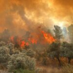 Fareler şehri ele geçiriyor: Ölümcül bakteri yayılıyor! – Birlik Haber Ajansı