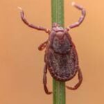 İstanbul’da görülen “Rhipicephalus” türü keneler tehlike oluşturmuyor – Birlik Haber Ajansı