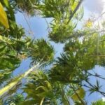 Sağlık Bakanı Kemal Memiş: “Sağlıklı Türkiye Yüzyılı vizyonu doğrultusunda kararlılıkla ilerliyoruz” – Birlik Haber Ajansı